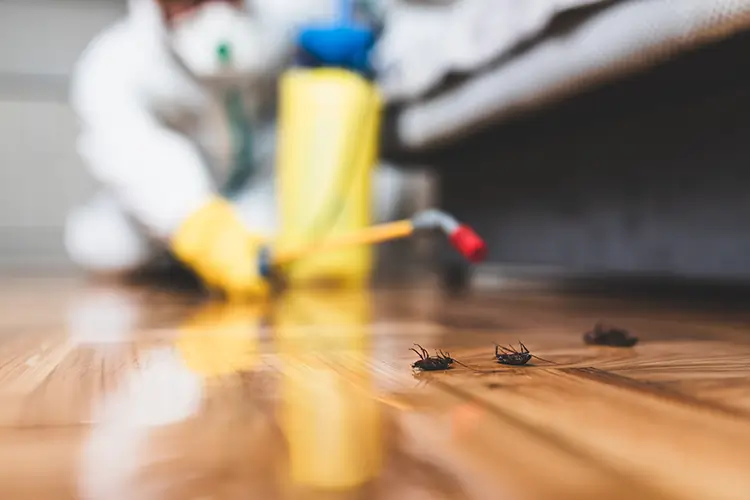 Pest control worker using chemicals to get rid of insects